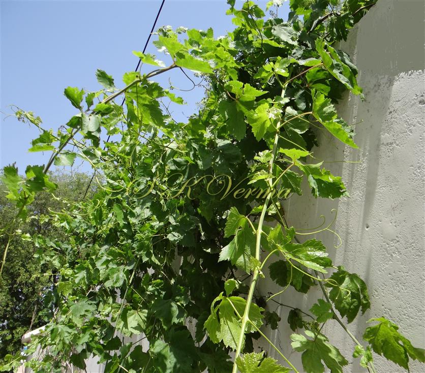  Plant